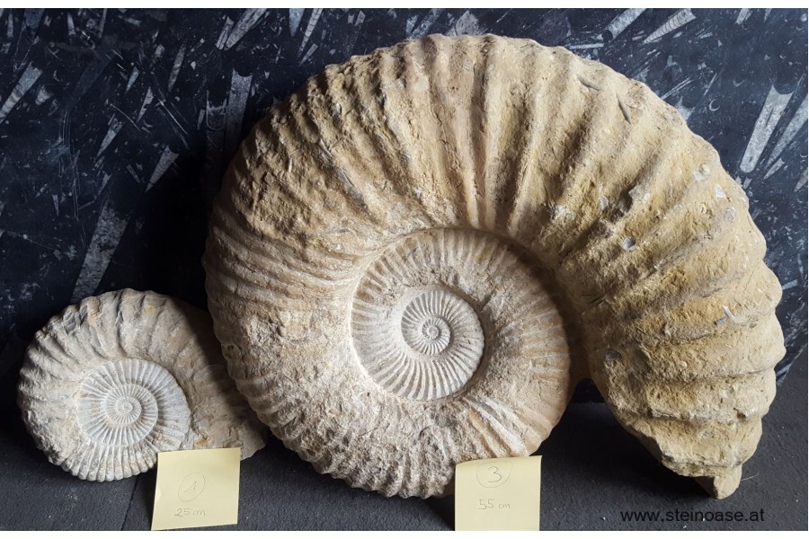 Ammonite versteinert 25cm 